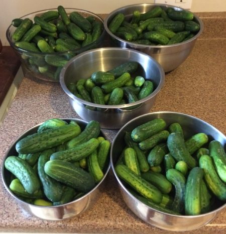 cucumbers for homemade relish